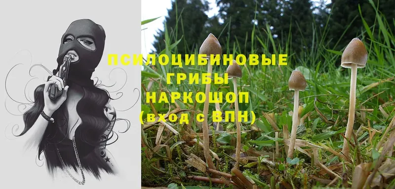 что такое   OMG зеркало  Галлюциногенные грибы MAGIC MUSHROOMS  Ногинск 